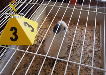 Uno de los 200 animales confiscados por la Guardia Civil.