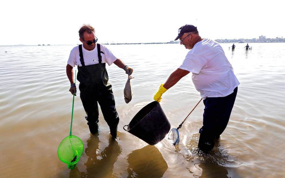 Trabajadores de medio ambiente de la Comunidad de Murcia recogen peces muertos en el Mar Menor en la localidad murciana de San Pedro del Pinatar. rn rn