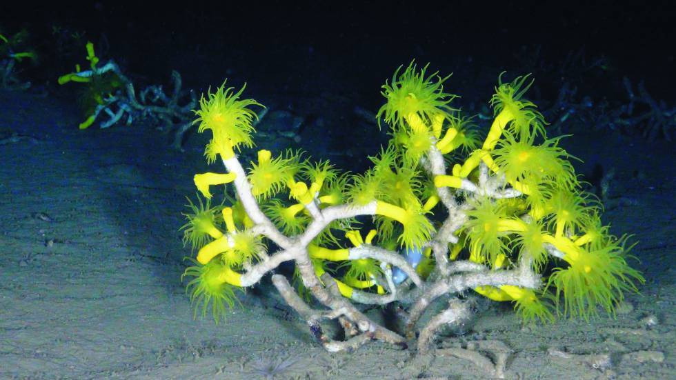 Coral amarillo en el Mar Mediterráneo.
