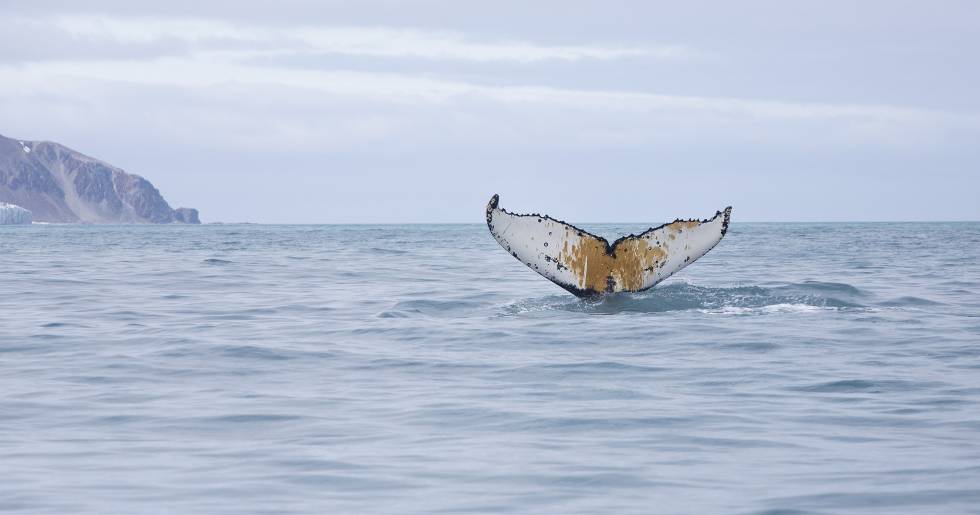 Una ballena cerca de la isla Elefante en la Antártida, el pasado 15 de enero.