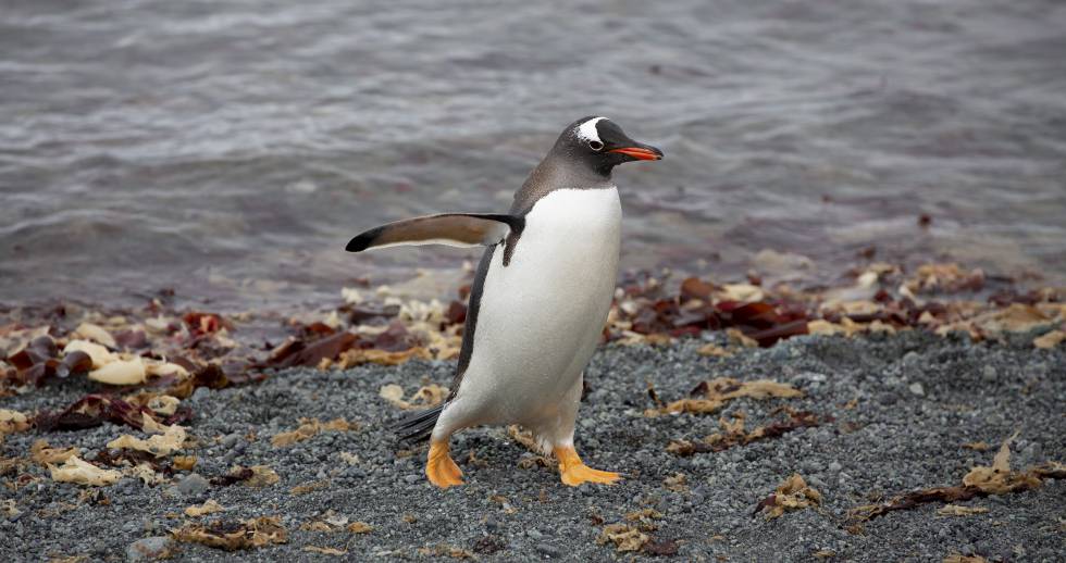 Uno de los pingüinos.