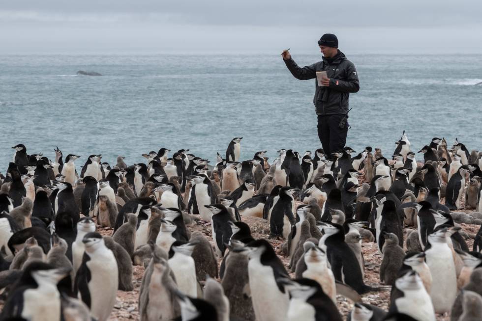 El científico Noah Stryker cuenta cuántos pingüinos hay.