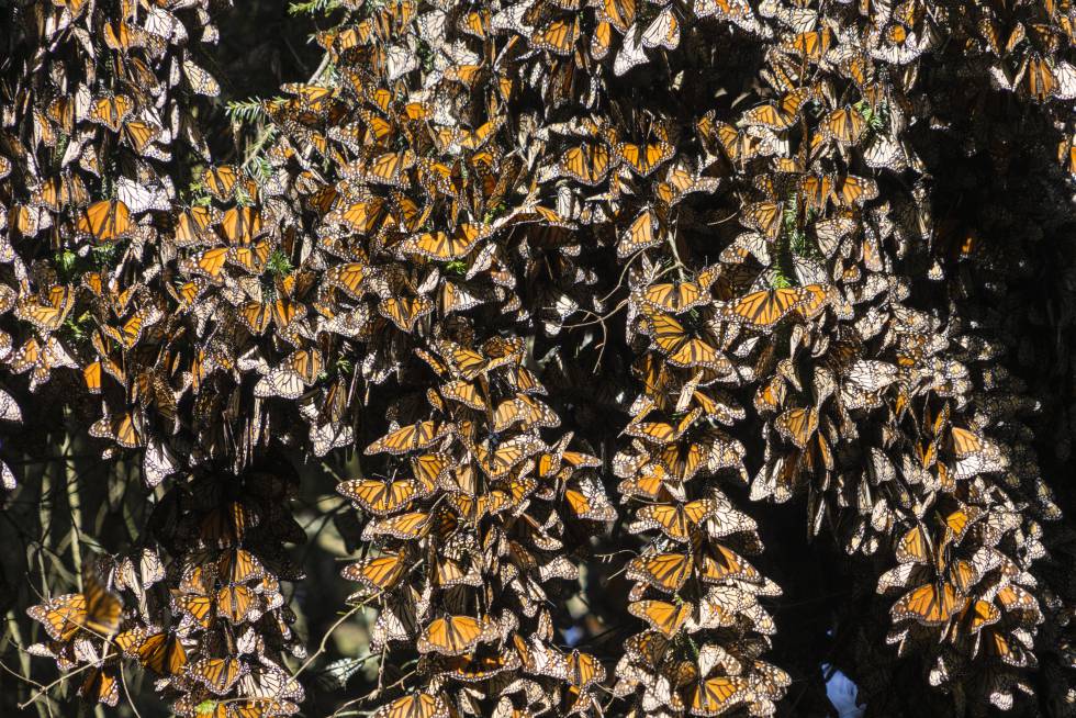 Mariposas monarca en el santuario de El Rosario, Michoacán, México.