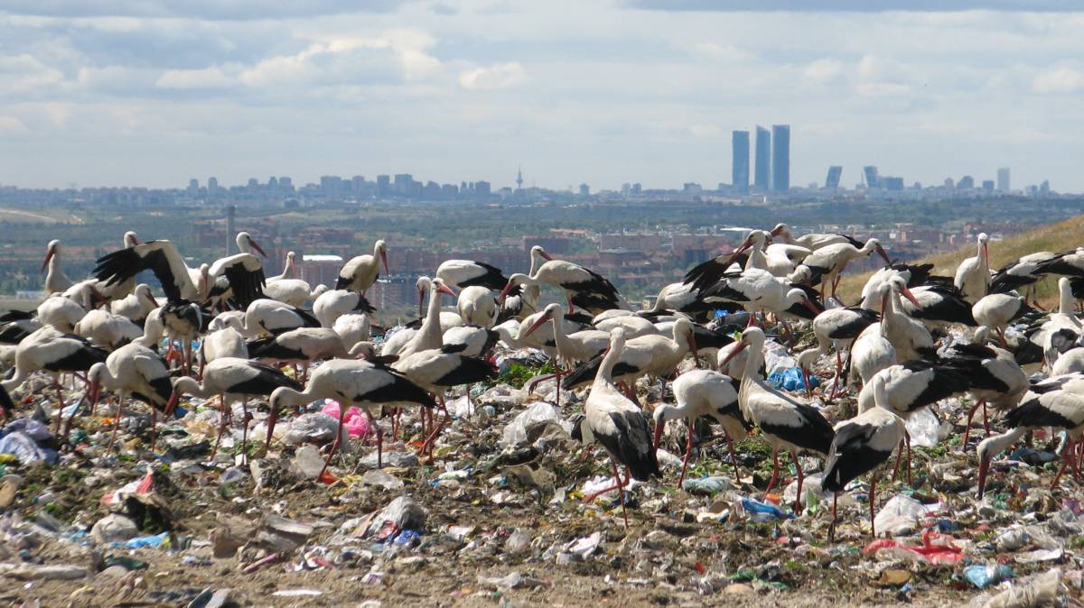 Cigüeñas en un vertedero de Madrid.