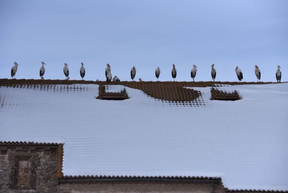 CigÃ¼eÃ±as en el tejado de una iglesia de Barahona, enero 2018.