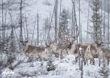 Quebec matará lobos para proteger al caribú