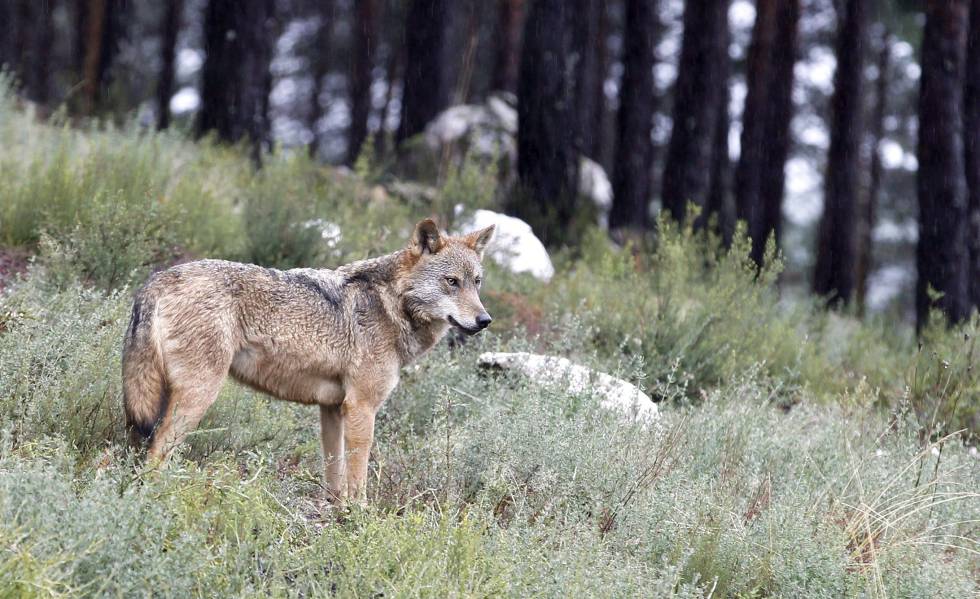 Lobo Alava