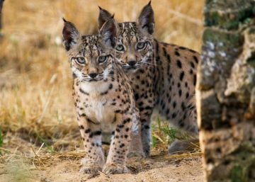 Por qué ‘Palillo’ y ‘Pizarra’ son las criaturas más protegidas de Europa