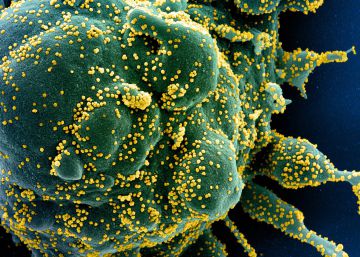 Números del coronavirus: cuatro preguntas clave antes de recuperar la vida normal