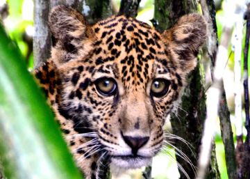 O que está acontecendo sob a copa das árvores da Amazônia?