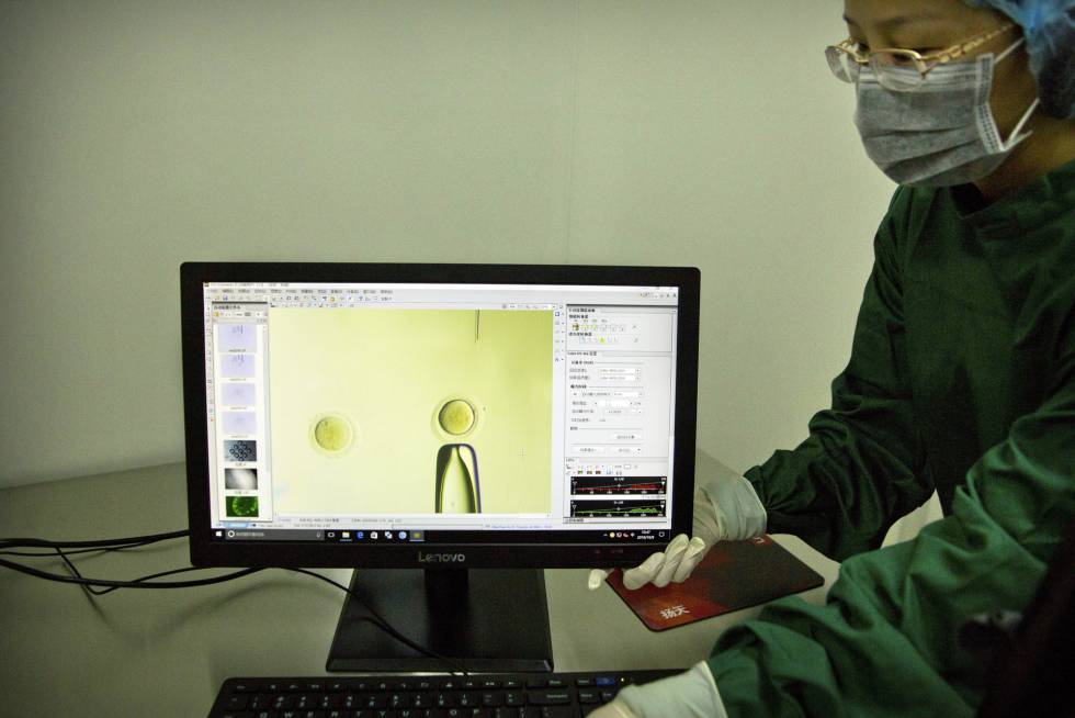 Una investigadora muestra la actuación sobre el gen PCSK9 en un embrión, en un laboratorio de Shenzhen (China).
