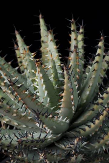 'Aloe erinacea', una de las plantas eln peligro según la lista de la UICN.