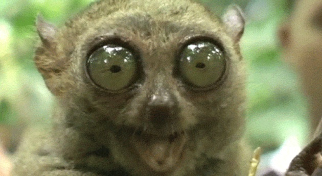 Las 12 campanadas en gifs