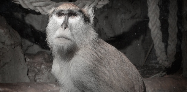 Cortesía de Toni Amengual de su serie 'Necrofilia I'