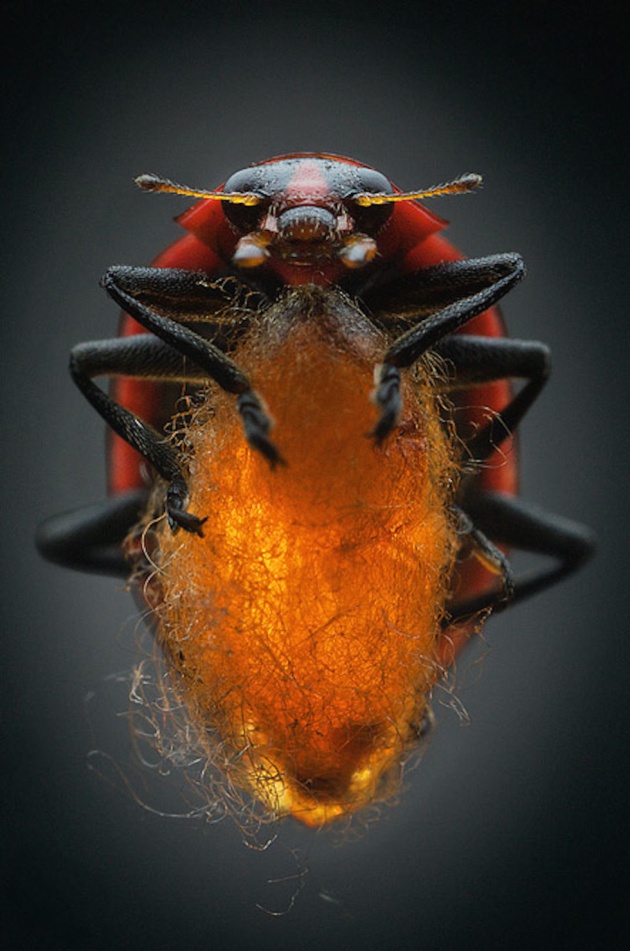 El nacimiento de la Dinocampus coccinellae es fascinante, aunque está muy lejos de ser tierno. Esta avispa parasitaria convierte a la mariquita a la que infecta en nido, biberón y guardaespaldas de su prole