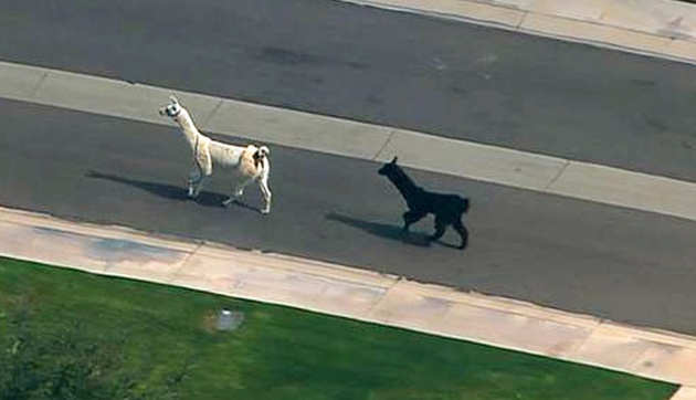 Las llamas más famosas de la semana