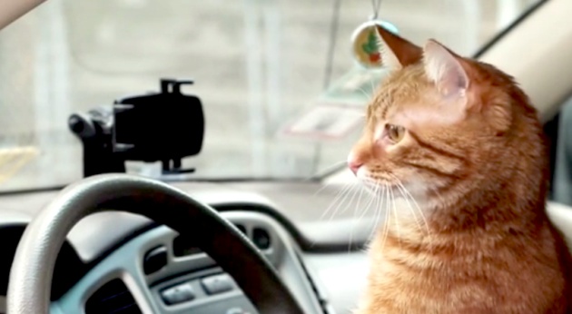 Grouber. Como Uber, pero con gatos. No s&eacute; qu&eacute; tiene de extra&ntilde;o