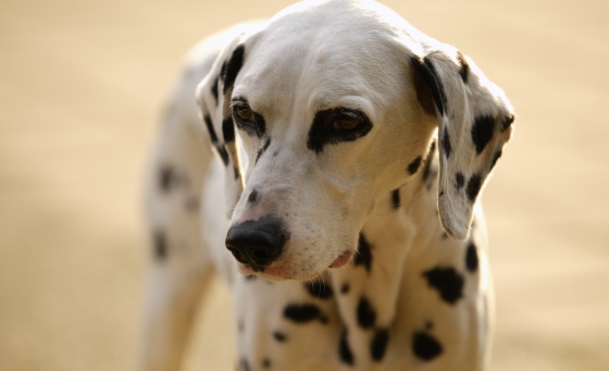 Menos que Entrelazamiento terraza Por qué se ponen de moda algunas razas de perros? | Verne EL PAÍS