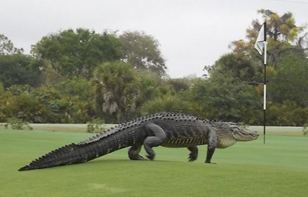Un caim&aacute;n en el Pines Golf Club Myakka en Englewood (Florida)