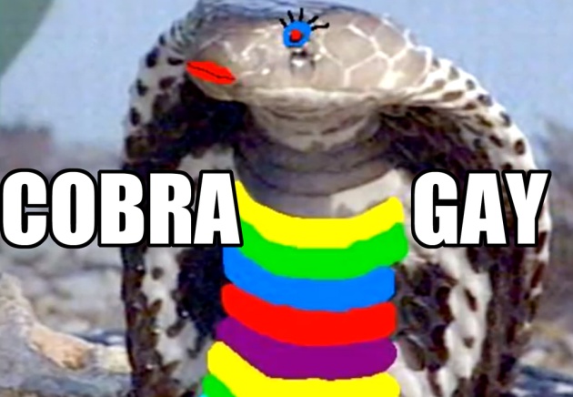 cobra video gay xxx
