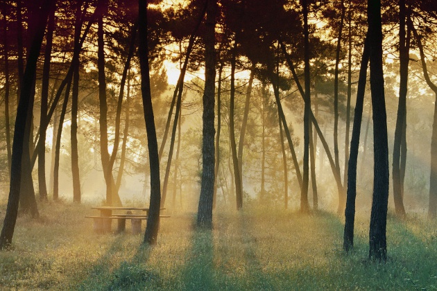 Resultado de imagen de imagenes paseo con arboles
