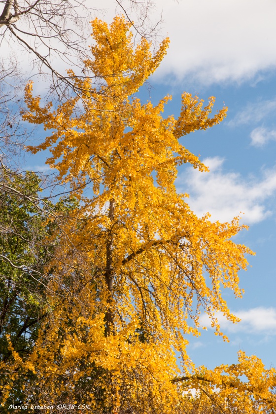 Ginkgo, el árbol chino que maravilla a internet y que también puede  encontrarse en España | Verne EL PAÍS