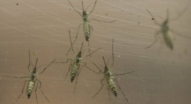 Mosquito Aedes, transmisor del virus zika.