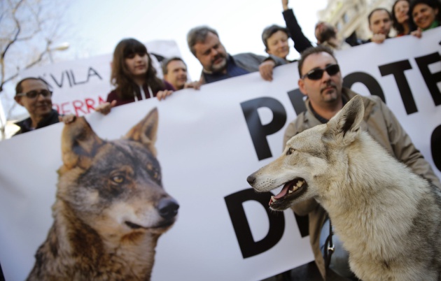 Una imagen de la concentración en defensa del lobo celebrada en Madrid. EFE/Mariscal