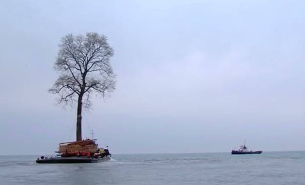 Traslado del tulipero en un captura de las imágenes emitidas por el canal 'Rustavi 2'