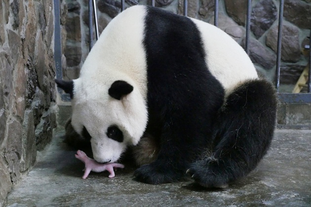 Resultado de imagem para panda gigante da china