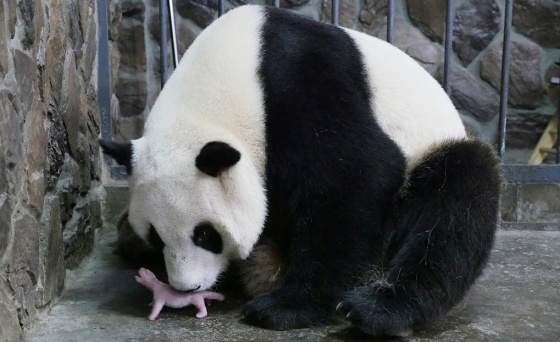 Escupir Fantástico Nombre provisional 145 gramos de panda gigante | Verne EL PAÍS