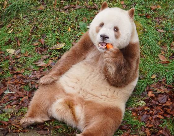 muñeco oso panda