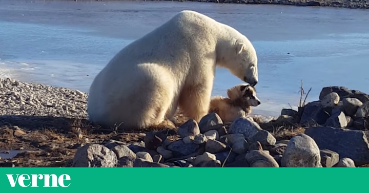 puede un perro matar a un oso