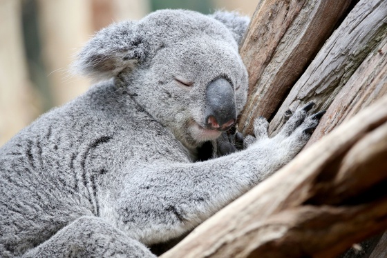Sabes cómo duermen los animales? | Verne EL PAÍS