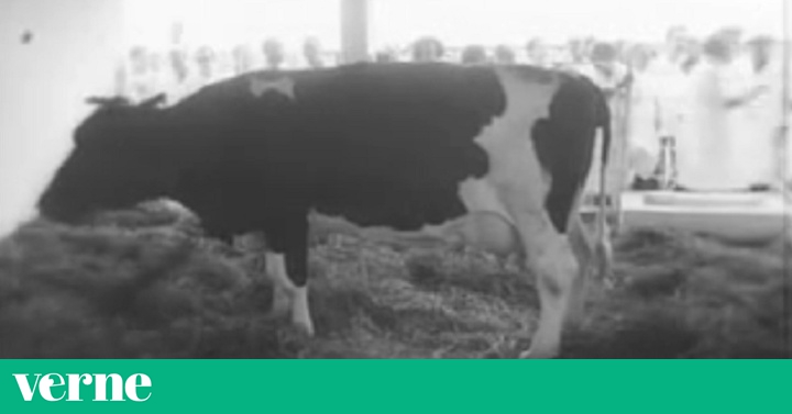 Ubre Blanca, la supervaca que Fidel Castro quería clonar | Verne México ...