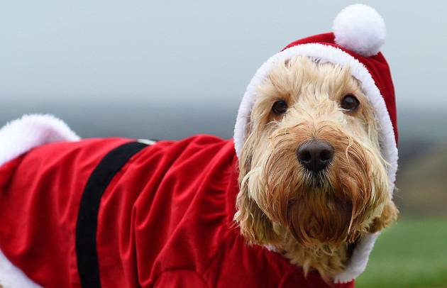 templar ir a buscar Montañas climáticas Los petardos, la peor parte de la Navidad para tu perro | Verne EL PAÍS