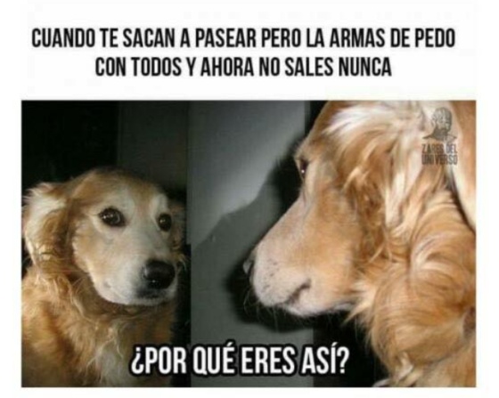 Por así?: el meme que plantea las posibles reflexiones de perro | México EL PAÍS