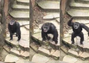 La divertidísima reacción de una Panda Rojo al asustarse con una piedra: Manos  arriba