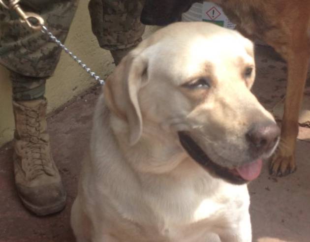 Frida, la perra veterana de la Marina, ha encontrado a 56 personas en misiones de rescate