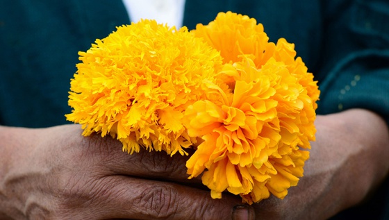 Por qué China produce el 75% de la flor del Día de Muertos? | Verne México  EL PAÍS
