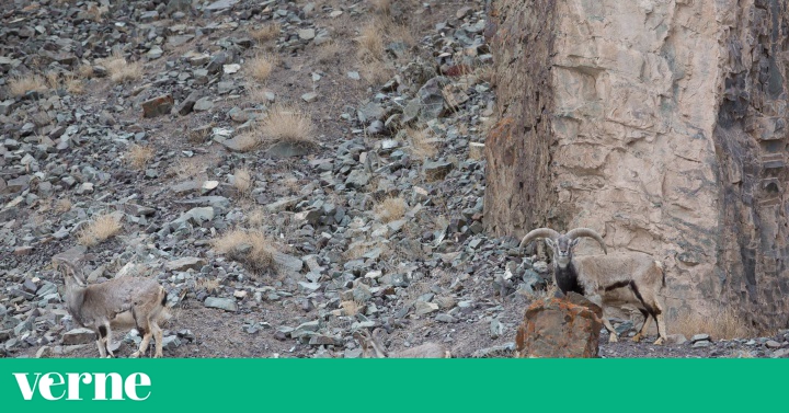 visión de leopardo de las nieves y diabetes