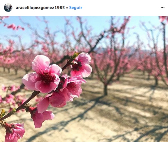 Spanish town of Cieza showcases annual attraction: orchards in full bloom