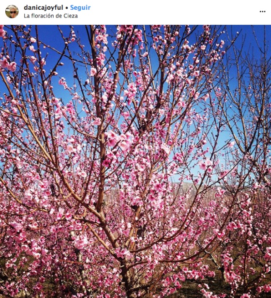 Spanish town of Cieza showcases annual attraction: orchards in full bloom