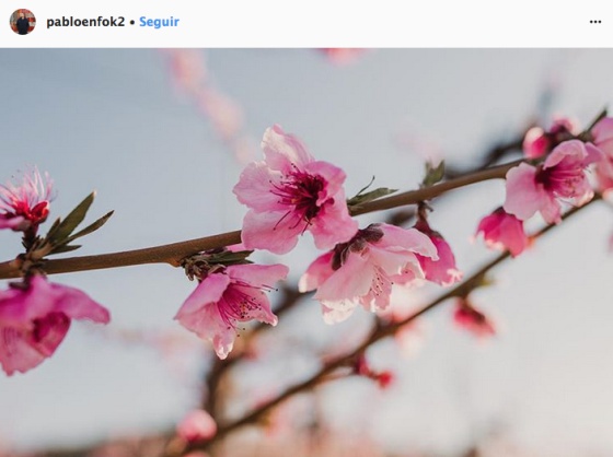 Spanish town of Cieza showcases annual attraction: orchards in full bloom