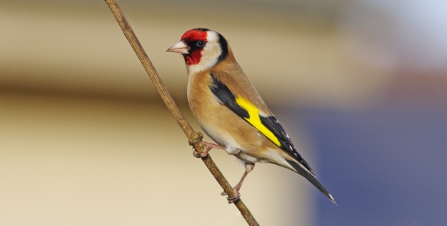 No existe unanimidad para llamar a los jilgueros en España