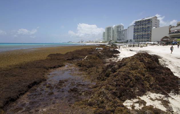 Lo que debes saber sobre el sargazo, el alga que ahoga a las playas del  Caribe | Verne México EL PAÍS