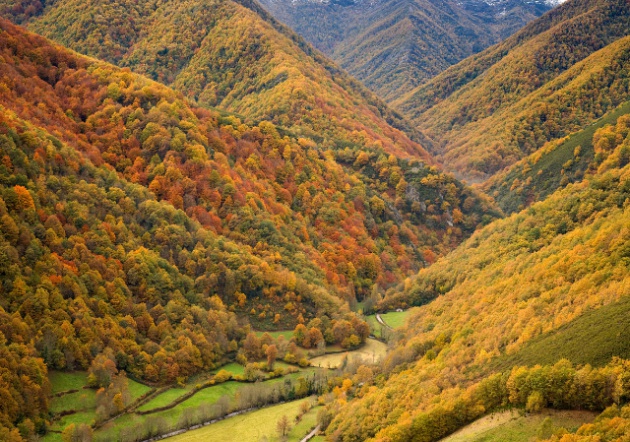 Si te gusta el otoño, aquí tienes 20 fotos del bosque de Muniellos ...