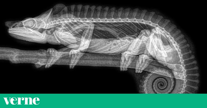 El zoo de Oregón difunde las radiografías de un murciélago 