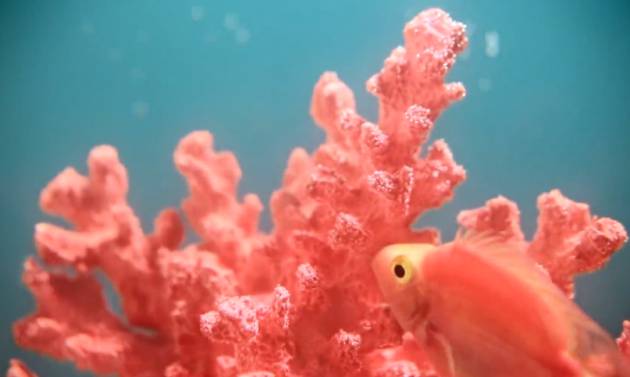El color de 2019 es el coral ¿Es rojo claro? ¿Salmón 