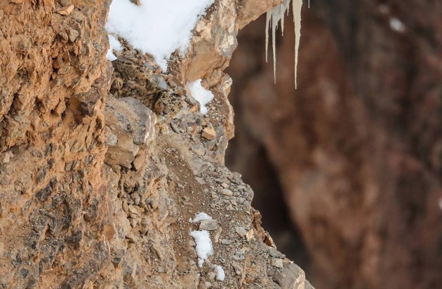 reto leopardo de las nieves